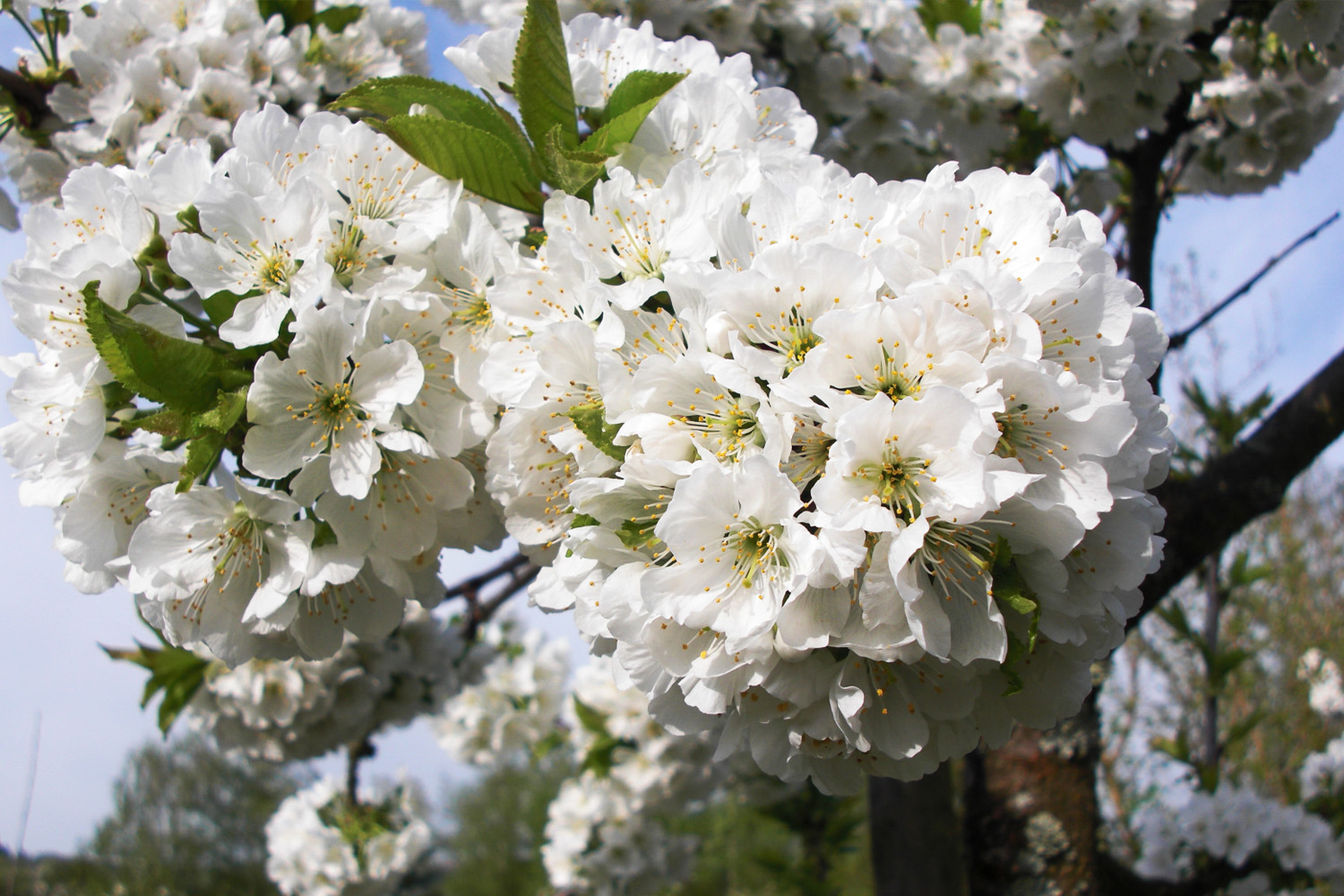 Apfelbaumblüten