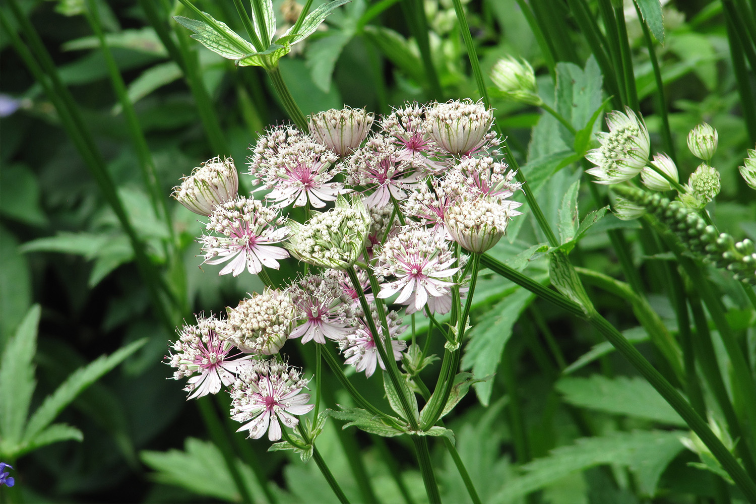 Blumenbeete