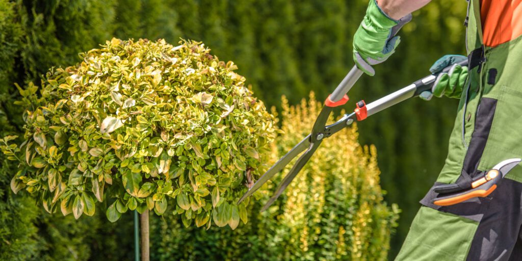 Schnittkurse beim Obst- und Gartenbauverein