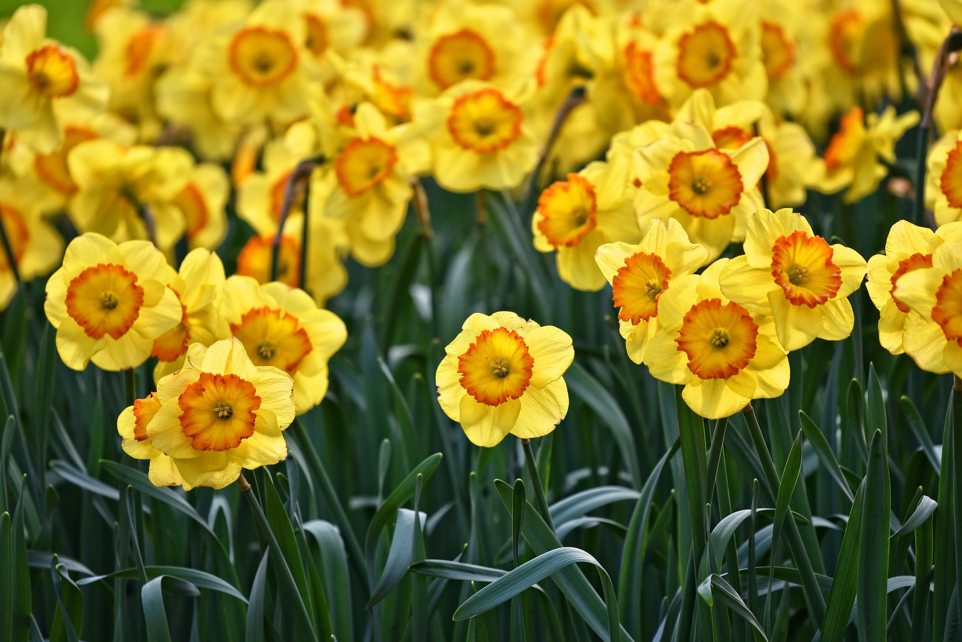 Blumenwiese