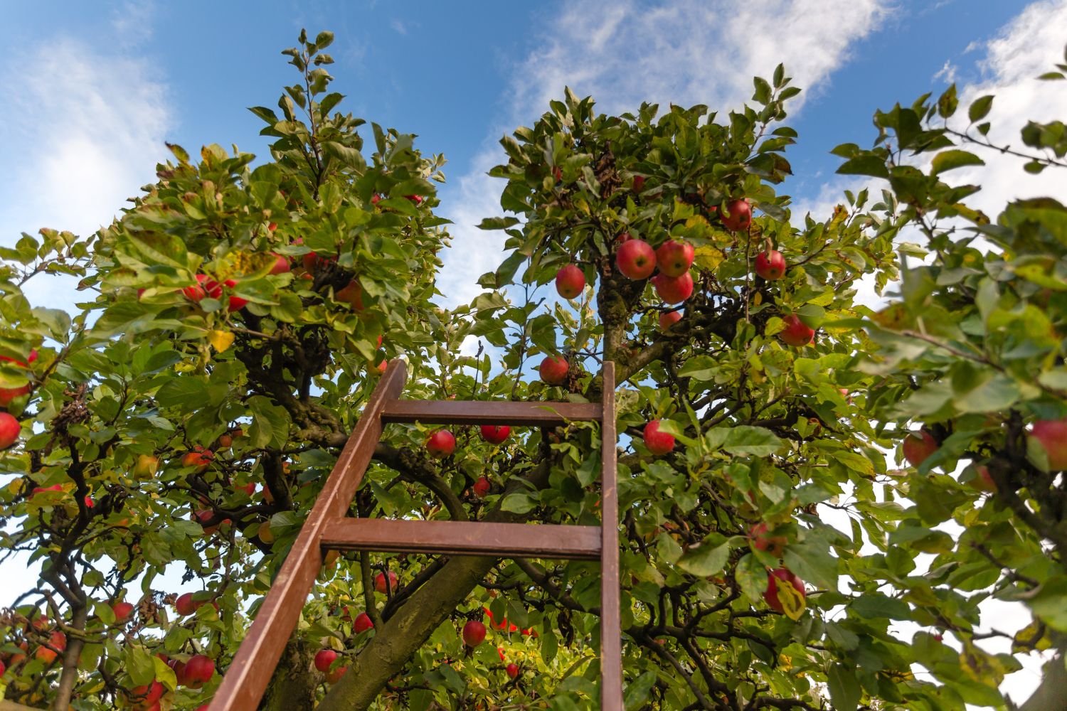 Apfelbaum mit Leiter