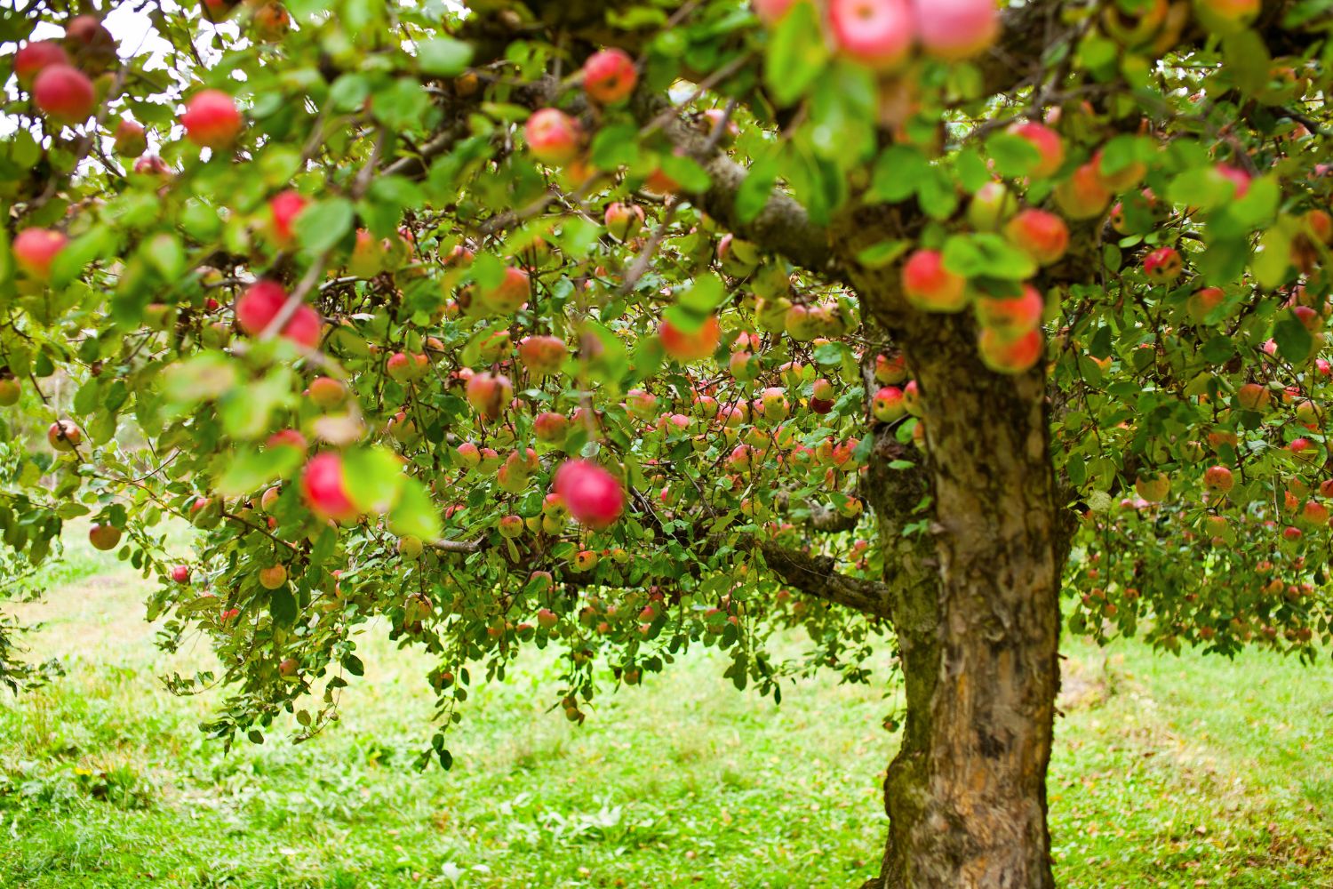 Apfelbaum