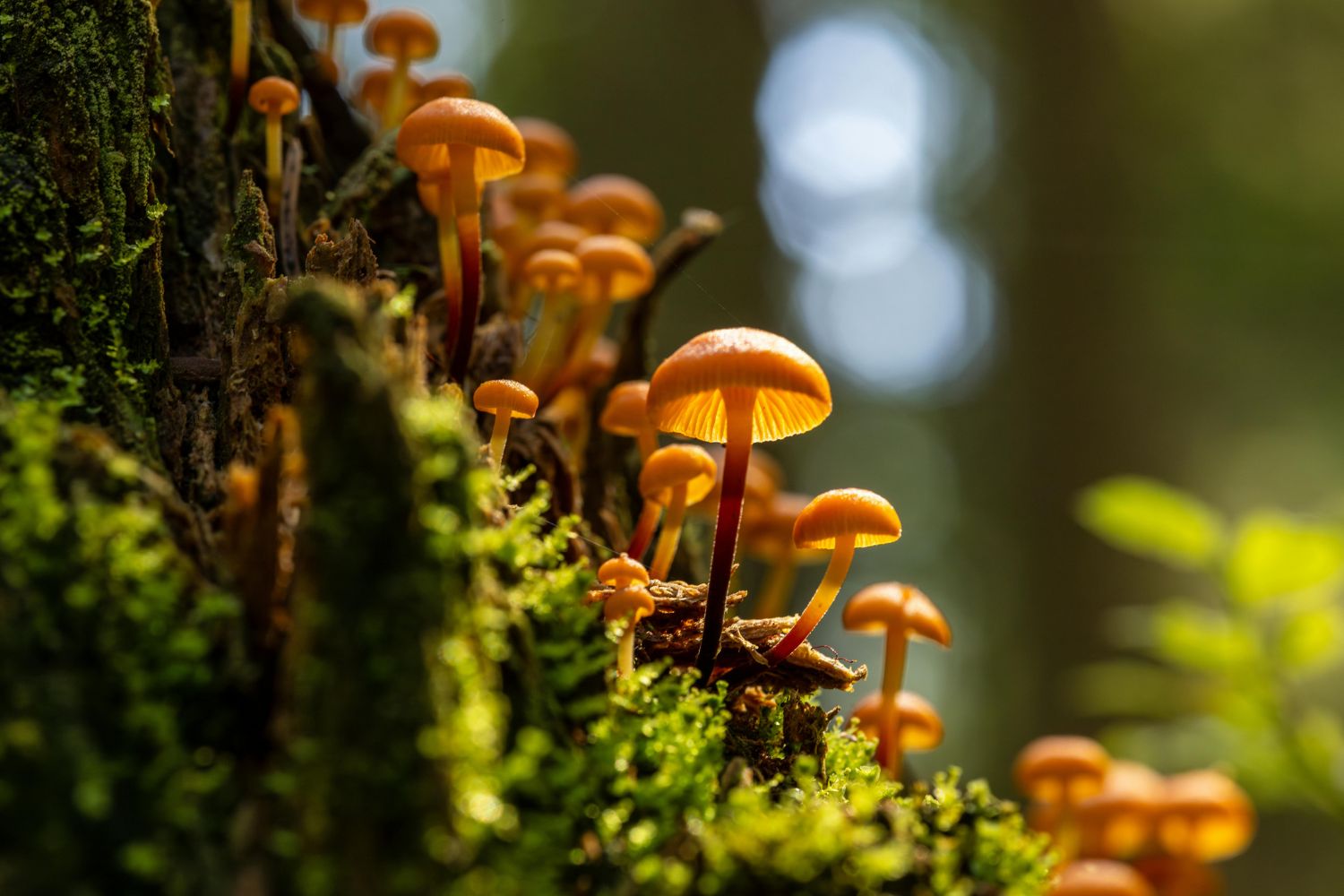 Pilze im Wald