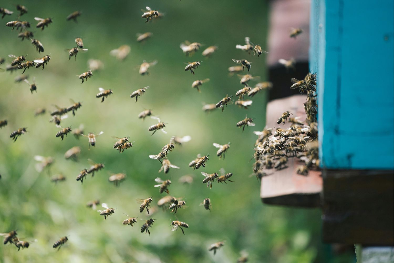 Bienen vor ihrem Bienenkasten
