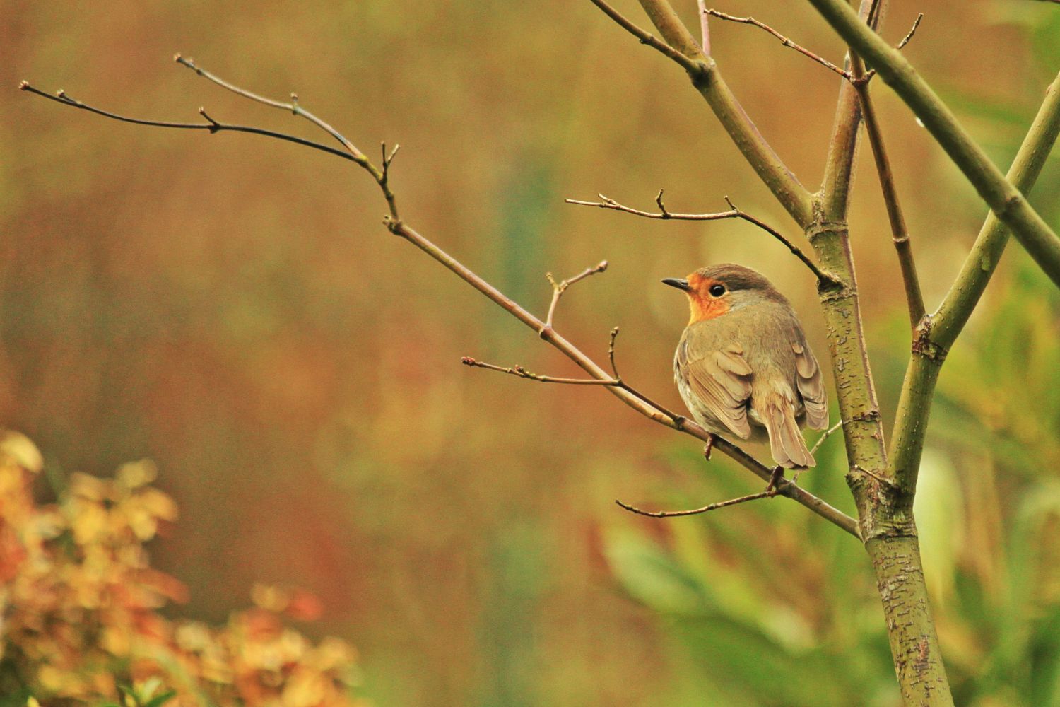 Vogel auf Ast