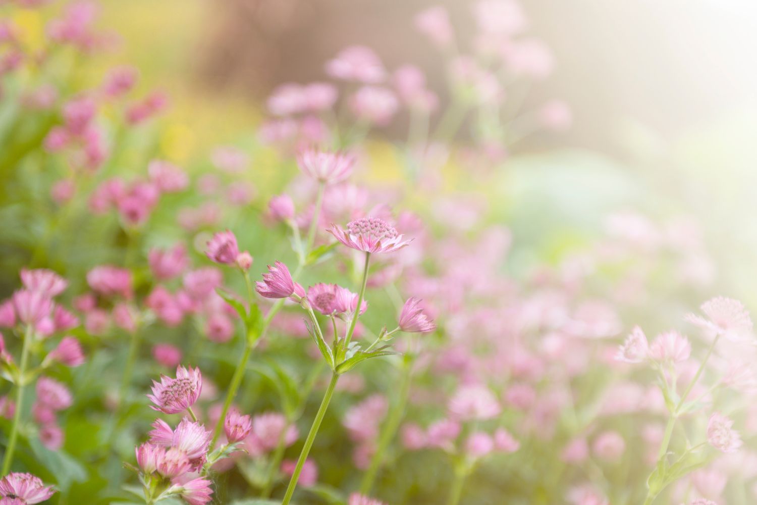 Blumenwiese