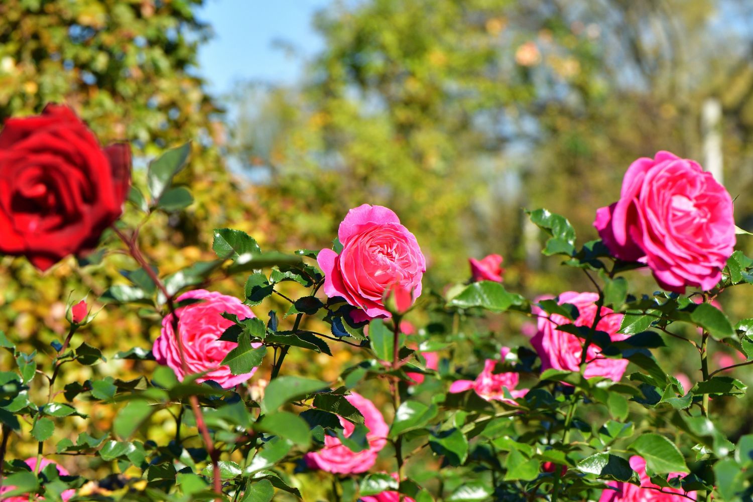 Rosengarten