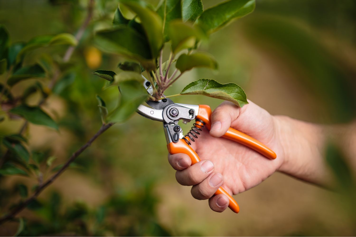 Mann schneidet mit einer Gartenschere einen Baum zurück